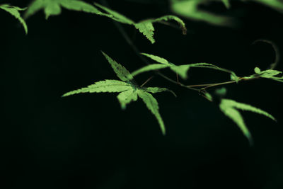 Close-up of leaves against black background