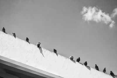 Low angle view of pigeons on building terrace against sky