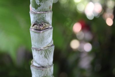 Close-up of lizard on tree trunk