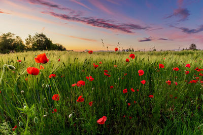 Papaver rhoeas klatschmohn in a cornfield in the evening sunset