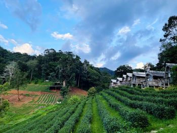 Scenic view of agricultural field against sky