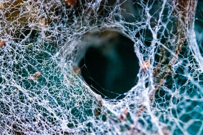 Close-up of spider web on window