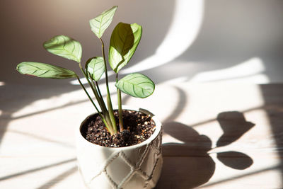 Close-up of potted plant on table