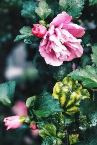 Close-up of pink flowers blooming outdoors