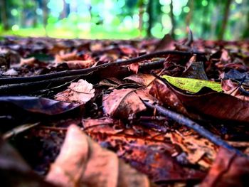 Close-up of maple leaves on leaf