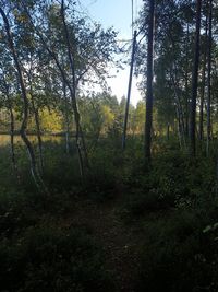 Scenic view of forest