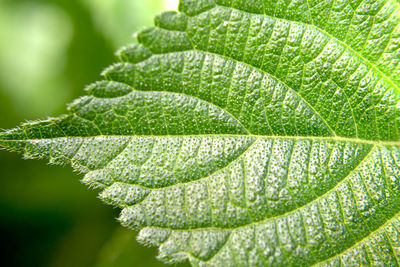 Close-up of wet leaves