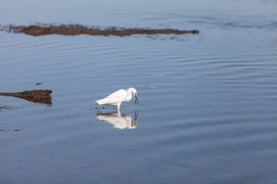 Side view of great egret in lake