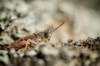 Close-up of insect on rock