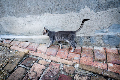 Cat on footpath against wall