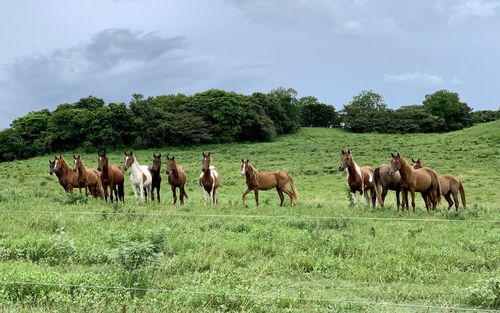 Horses in a field