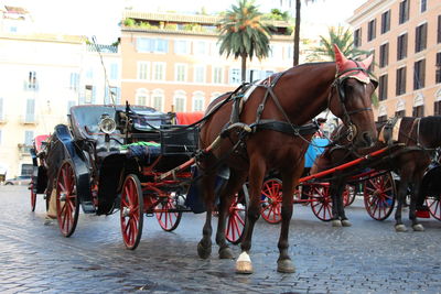 Horse cart on street in city