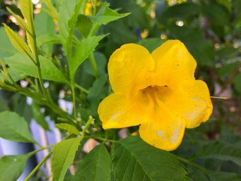 Close-up of yellow flower blooming outdoors