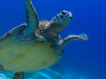 Turtle swimming in sea