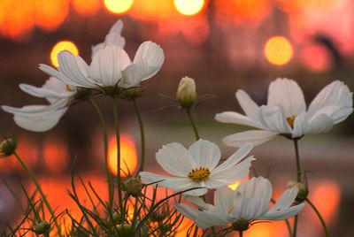 Close-up of flowers at night