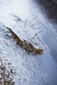 High angle view of insect on wood