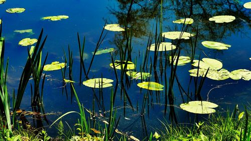 Close-up of water lily in lake