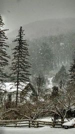 Bare trees on snow covered landscape