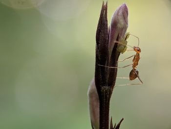 Close-up of insect on plant