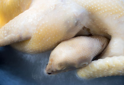 Chicken cooked in boiling water in a saucepan