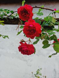 Close-up of rose plant