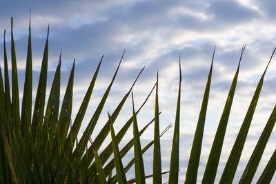 Low angle view of plants growing on field against sky