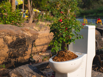 Close-up of small potted plant