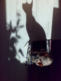 Directly above shot of sphynx cat sitting on doormat