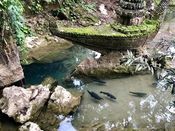 High angle view of duck swimming in lake