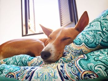 Close-up of dog relaxing on bed at home