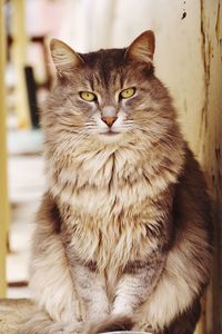 Close-up portrait of cat