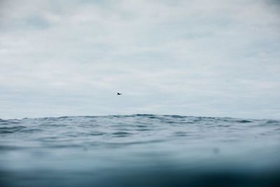 View of bird flying over sea