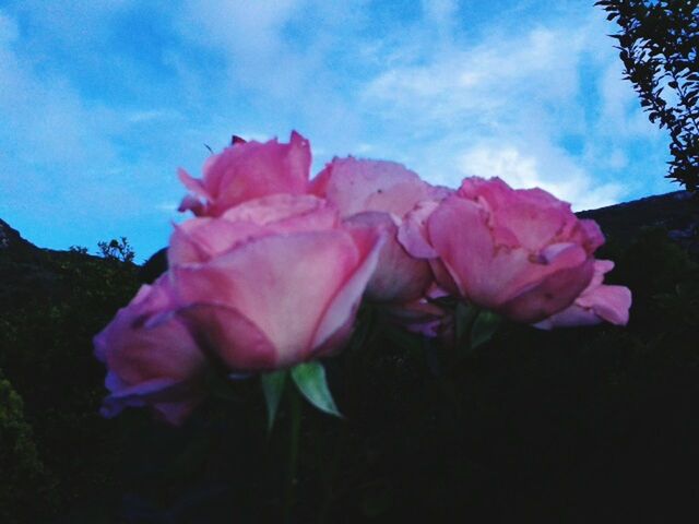 flower, petal, fragility, flower head, freshness, beauty in nature, growth, pink color, blooming, nature, sky, close-up, rose - flower, plant, in bloom, focus on foreground, single flower, outdoors, no people, blossom