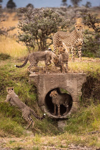 Cheetah with cubs in forest