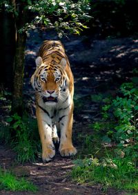 Portrait of tiger standing on field