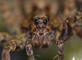 Close-up of spider