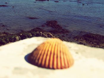 Close-up of seashell on beach