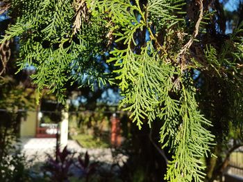 Close-up of fresh green leaves