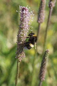 Close-up of bee pollinating on flower