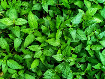 Full frame shot of green leaves