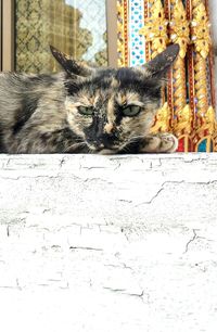 Cat resting on floor