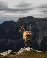 animal