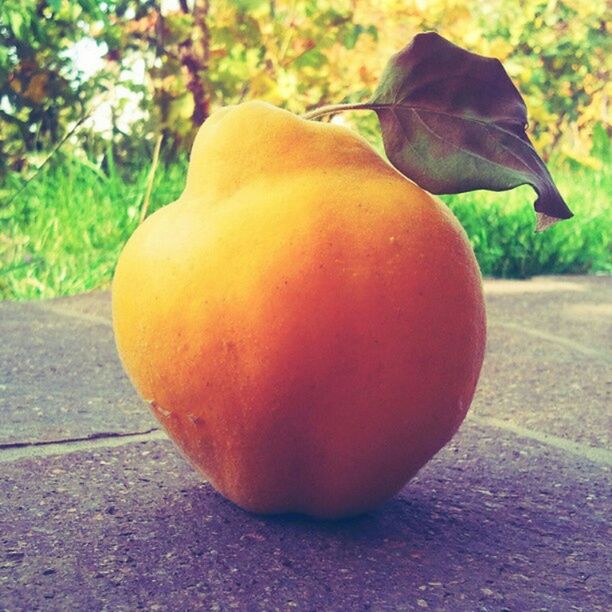 food and drink, fruit, close-up, freshness, healthy eating, food, focus on foreground, orange color, vegetable, pumpkin, tree, growth, leaf, nature, no people, sunlight, day, outdoors, ripe, green color