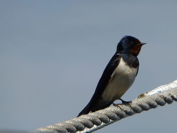 Low angle view of bird perching against clear sky