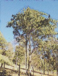 Trees against sky