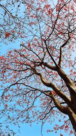 Low angle view of cherry blossoms against sky