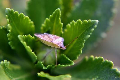 Close-up of fresh green leaves and insect on plant