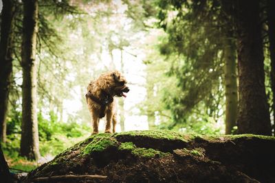 Dog in forest