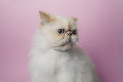 Close-up of a cat looking away