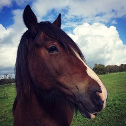 Close-up of horse on field against sky